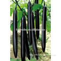 Highly recommended Hybrid black long eggplant seeds chinese vegetable seeds for planting-Su Rui 02
